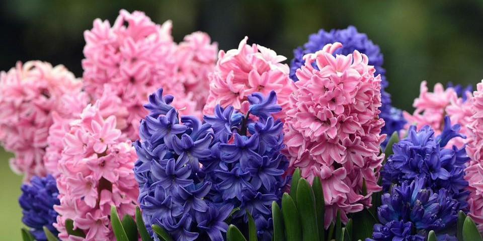 Flower Club